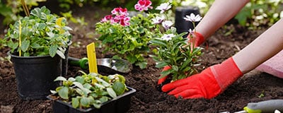 Flowers and Plants