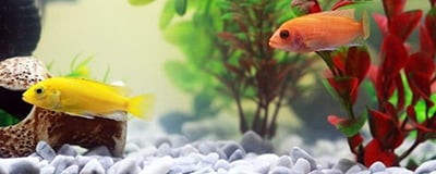 Decorating Fish Tank Accessories