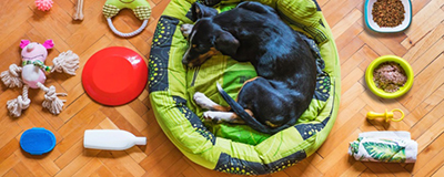 Other Pet Accessories