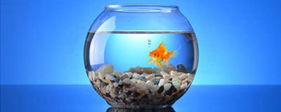 Fish Tanks (Aquariums)
