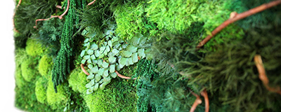 Artificial Algae and Moss