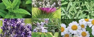 Aromatic Herbs