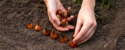 Plant and Flower Bulbs