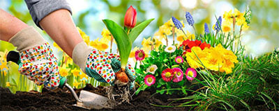 Bulbs