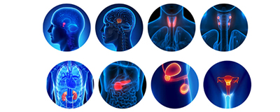 Endocrinology