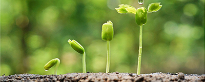 Plants and Flower Seeds