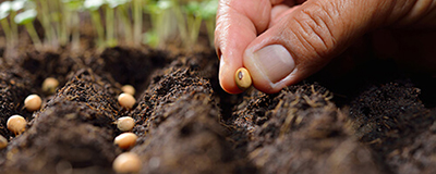 Vegetable Seeds