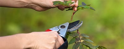 Pruning Shears