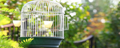 Pet Cages