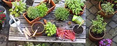 Lawn and Gardening