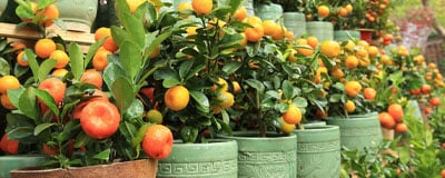 Fruit Tree