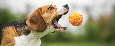 Pet Toys