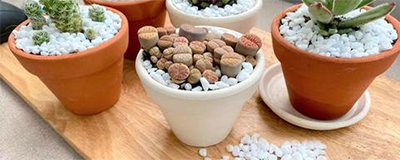 Decorative Vase Fillers