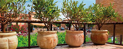 Ornamental Trees and Plants