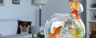 Fish Food and Fish Tank Treatments