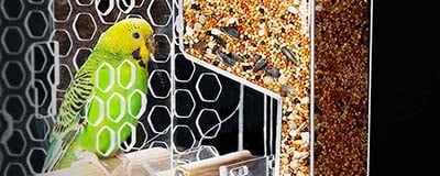 Bird Food