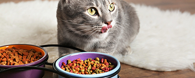 Cat Food