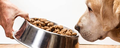 Dog Food