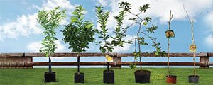 Fruit Tree Seedlings