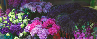 Perennial Plants and Flowers