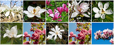 Flowering Trees and Plants