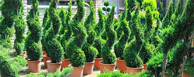 Trees and Plants with forms