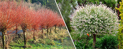 Deciduous Trees and Plants