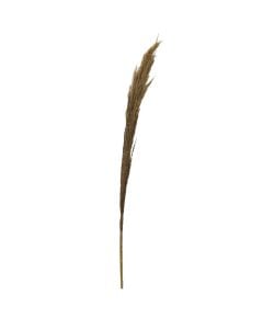 Decorative pampas, natural matter, natural, h150 cm