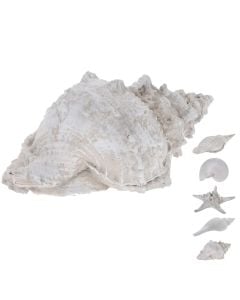 Sea decoration, Shell, polystone, white