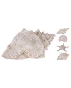 Sea decoration, Starfish/Shell, polystone, white