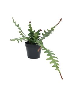 Artificial flower, Epiphyllum, in pot, plastic, green, 24 cm