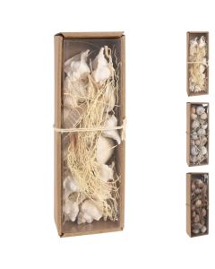 Decorative object, natural, various, shell