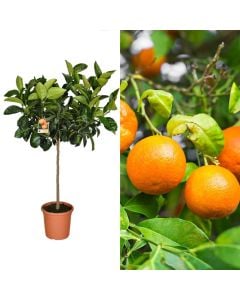 Orange sapling v.26 h.195