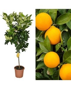 Lemon sapling v.26 h.195