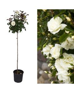 Rosa mix v18v h151