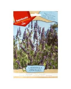 Herbs plant seeds, true lavender
