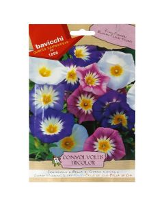 Flowers seeds, dwarf morning glory