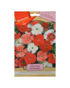 Flowers seeds, cottage pink