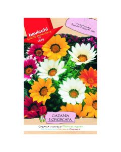 Flowers seeds, gazania