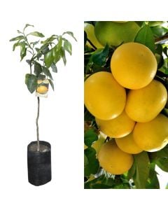 Grapefruit sapling v.19 h.183