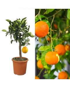 Orange seedlings, baso v.20 h.90