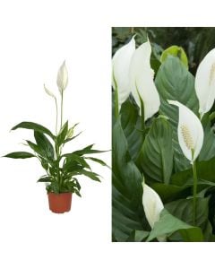 Spathiphyllum v.17 h.70-85