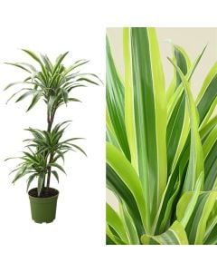 Dracaena lemon lime 3 plant v.21 h.100-120