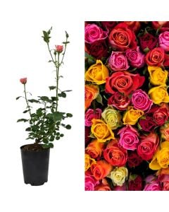 Rosa  v.18 h.60