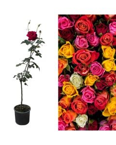 Rosa  v.22 h.80