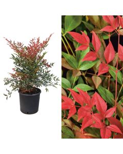 Nandina domestica v.24 h.60