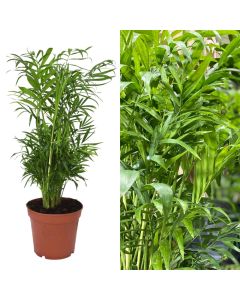 Chamaedorea elegans v.17 h.65