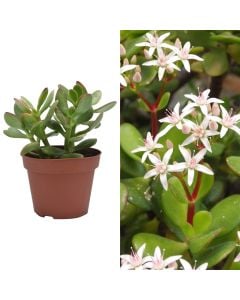 Crassula ovata sunset v.12 h.16