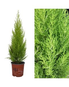 Cupressus goldcrest wilma v.14 h.40-55