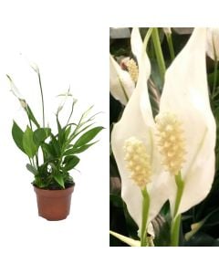 Spathiphyllum v.12 h.40